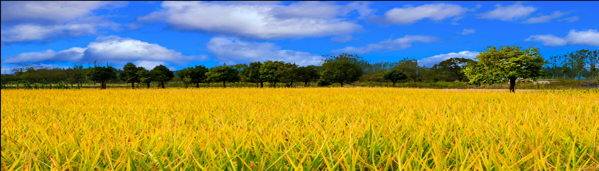 Carousel Bootstrap First